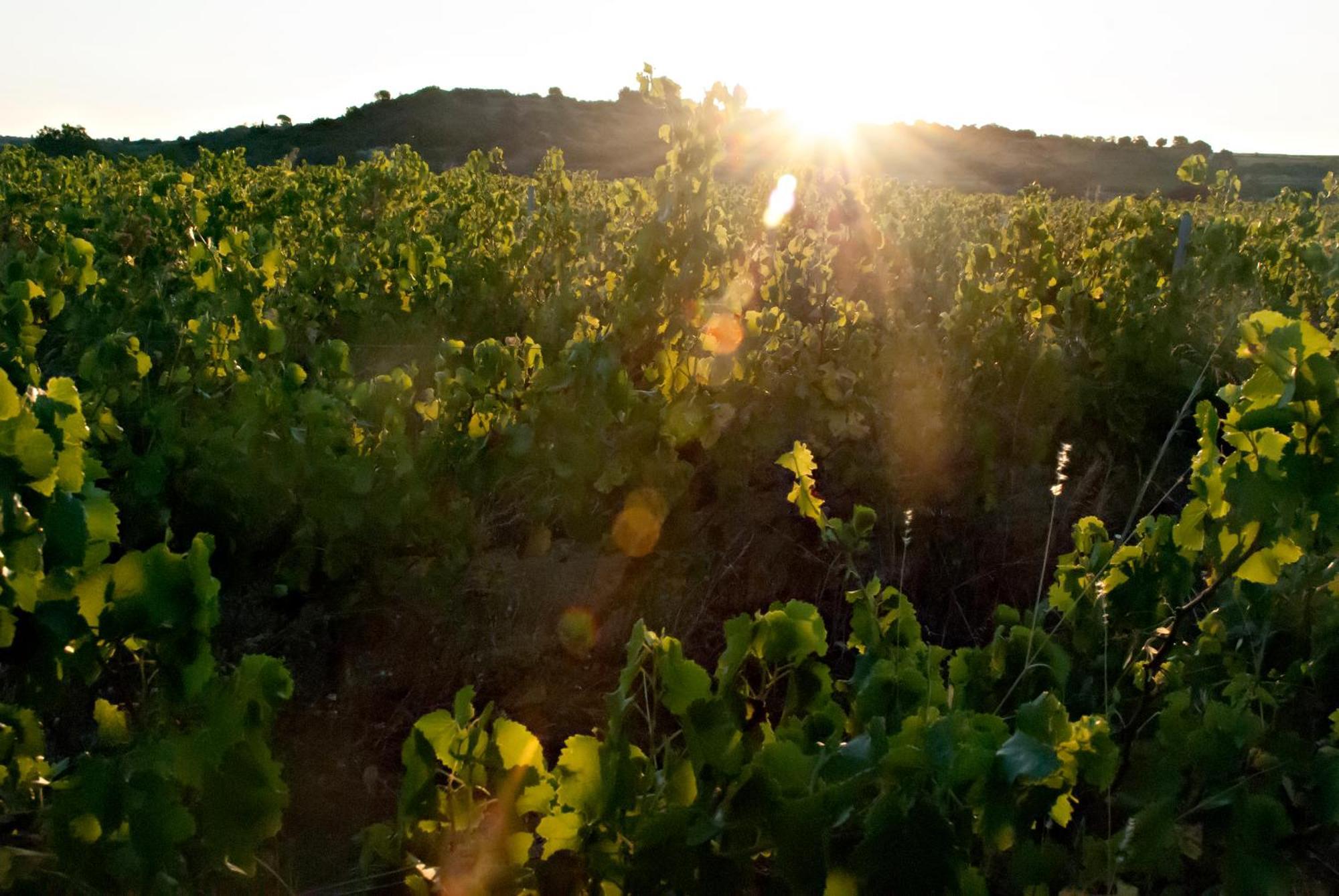 Chartreuse De Mougeres - Caux Pezenas Bed and Breakfast Εξωτερικό φωτογραφία